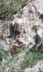 Avena sterilis sterilis