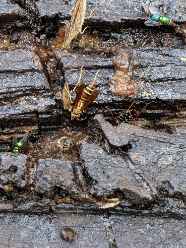 Unstable Paper Wasp photo 5
