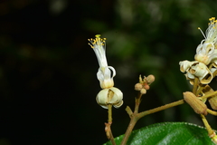 Grewia umbellifera