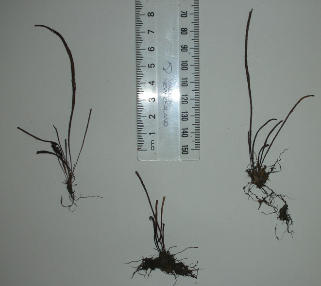 Oreogrammitis tenuis