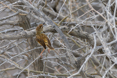 Prinia flavicans