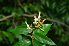 Grewia umbellifera