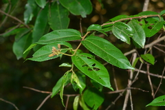 Grewia umbellifera