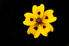 Bidens ocellata