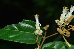 Grewia umbellifera