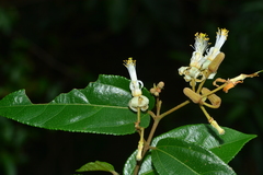 Grewia umbellifera