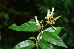 Grewia umbellifera