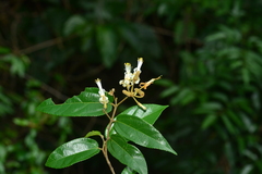 Grewia umbellifera