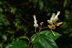 Grewia umbellifera