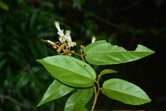 Grewia umbellifera