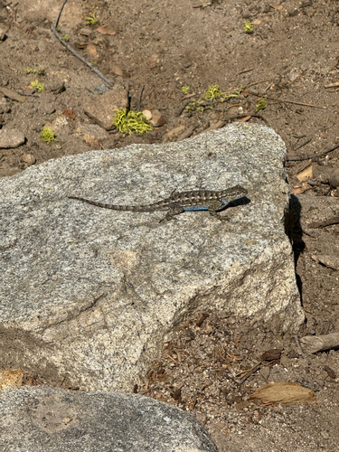 iNaturalist observation photo of Western Fence Lizard