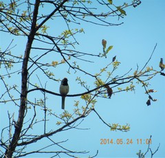 Pipilo maculatus × ocai