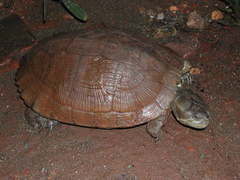 Trachemys decussata