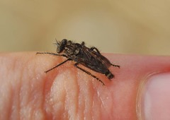 Cyrtopogon