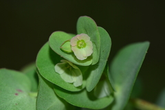 Euphorbia pycnostegia