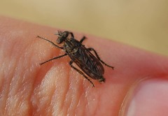Cyrtopogon