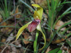 Maxillaria cucullata