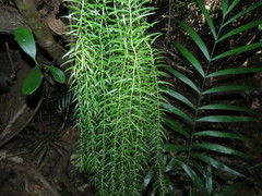 Phlegmariurus linifolius