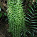 Huperzia linifolia - Photo (c) geomanuel, algunos derechos reservados (CC BY-NC), subido por geomanuel