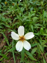 Bidens aurea