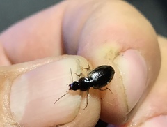 Tanystoma maculicolle