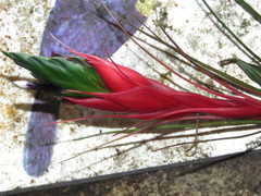 Tillandsia punctulata