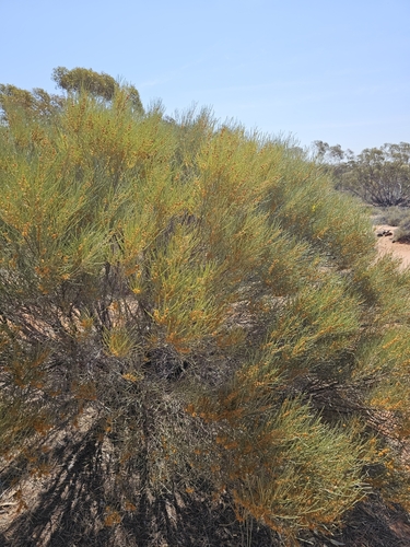 Nealie (Acacia rigens)
