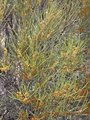 Acacia rigens, photograph (c) Michael McBain, some rights reserved (CC BY)