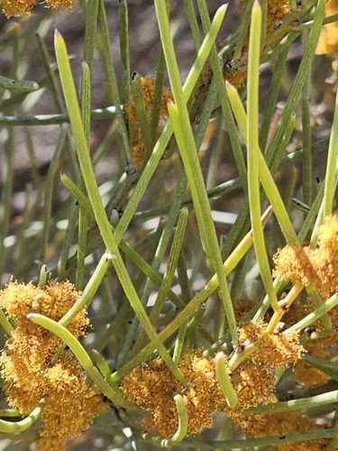 Acacia rigens, photograph 5