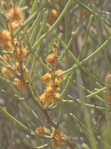 Acacia rigens, photograph 6