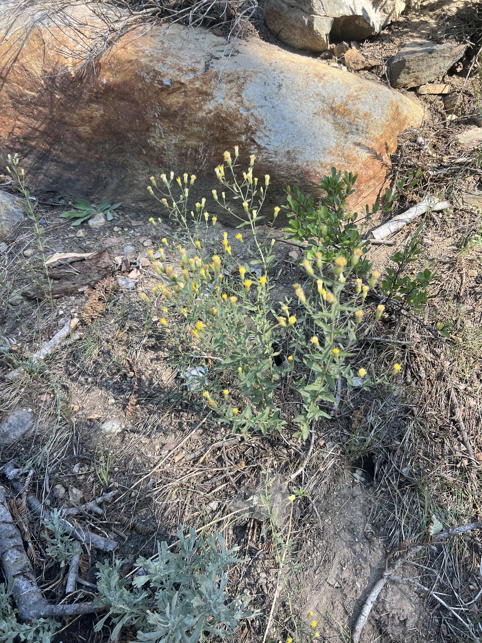 Brewer's Aster (Doellingeria breweri)