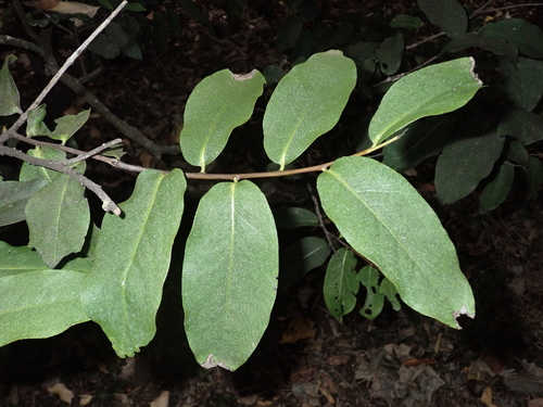 Diospyros hillebrandii observed 2025-09-17