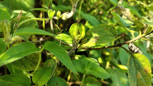 Hairy Ceropegia (Ceropegia hirsuta)