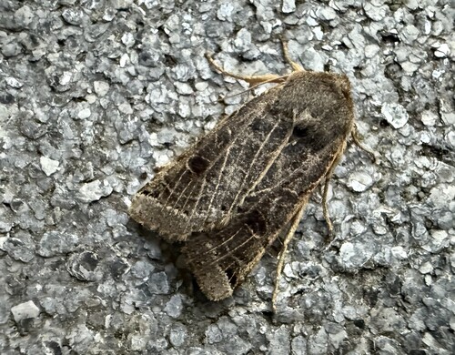 Lunar Underwing, 3925 Scherpenzeel, Nederland, photo 10 of 10