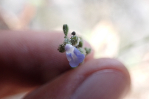 Salvia occidentalis observed 2025-09-17