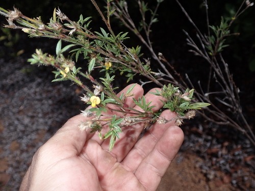 Stylosanthes scabra observed 2025-09-17