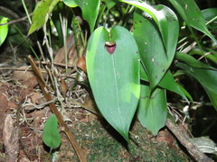 Pleurothallis cardiothallis
