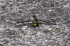 Gomphurus