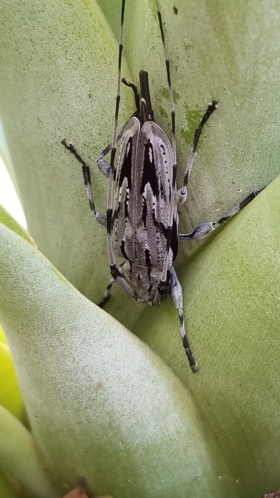 Lesser Pine Borer