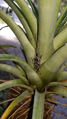 Acanthocinus nodosus