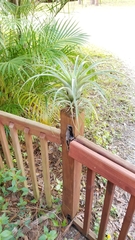 Acanthocinus nodosus