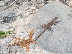 Cnemidophorus murinus