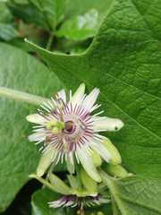 Passiflora sexflora