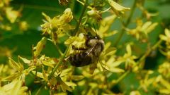 Bombus impatiens