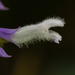 Diviner's Sage - Photo (c) biol_jhasua, some rights reserved (CC BY-NC), uploaded by biol_jhasua
