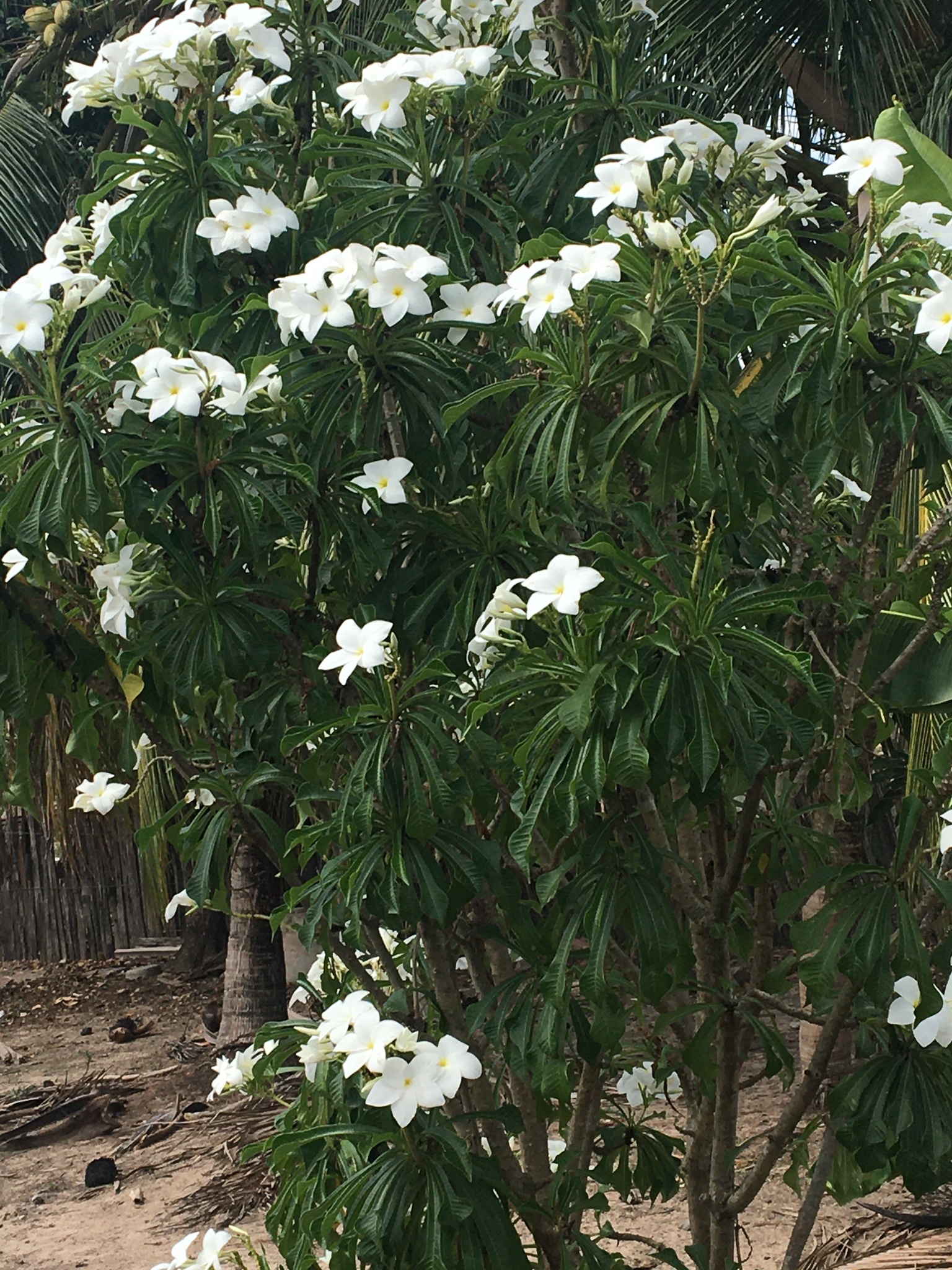 Plumeria pudica