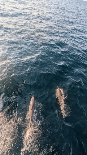 Stenella longirostris