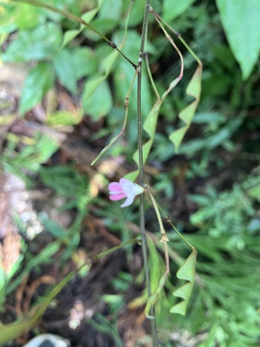 Hylodesmum leptopus iNat (2)