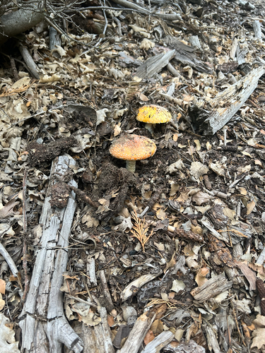 iNaturalist observation photo of Sunshine Amanita
