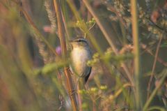 Phylloscopus borealis